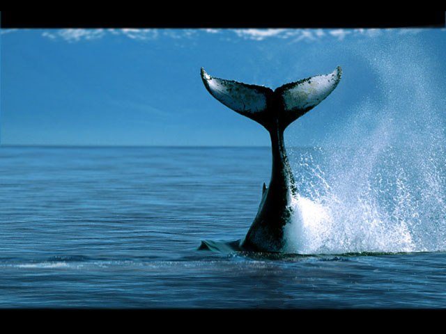 whale_back.jpg